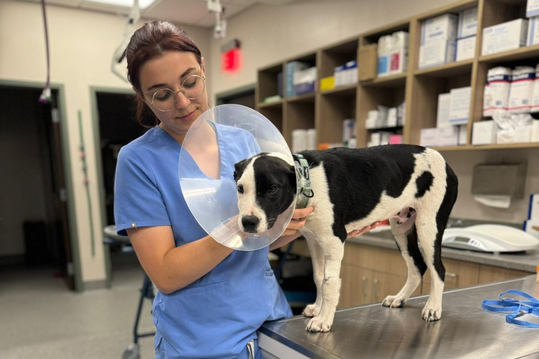 Stonebridge Surgery Vet staff examining a dog with surgery collar