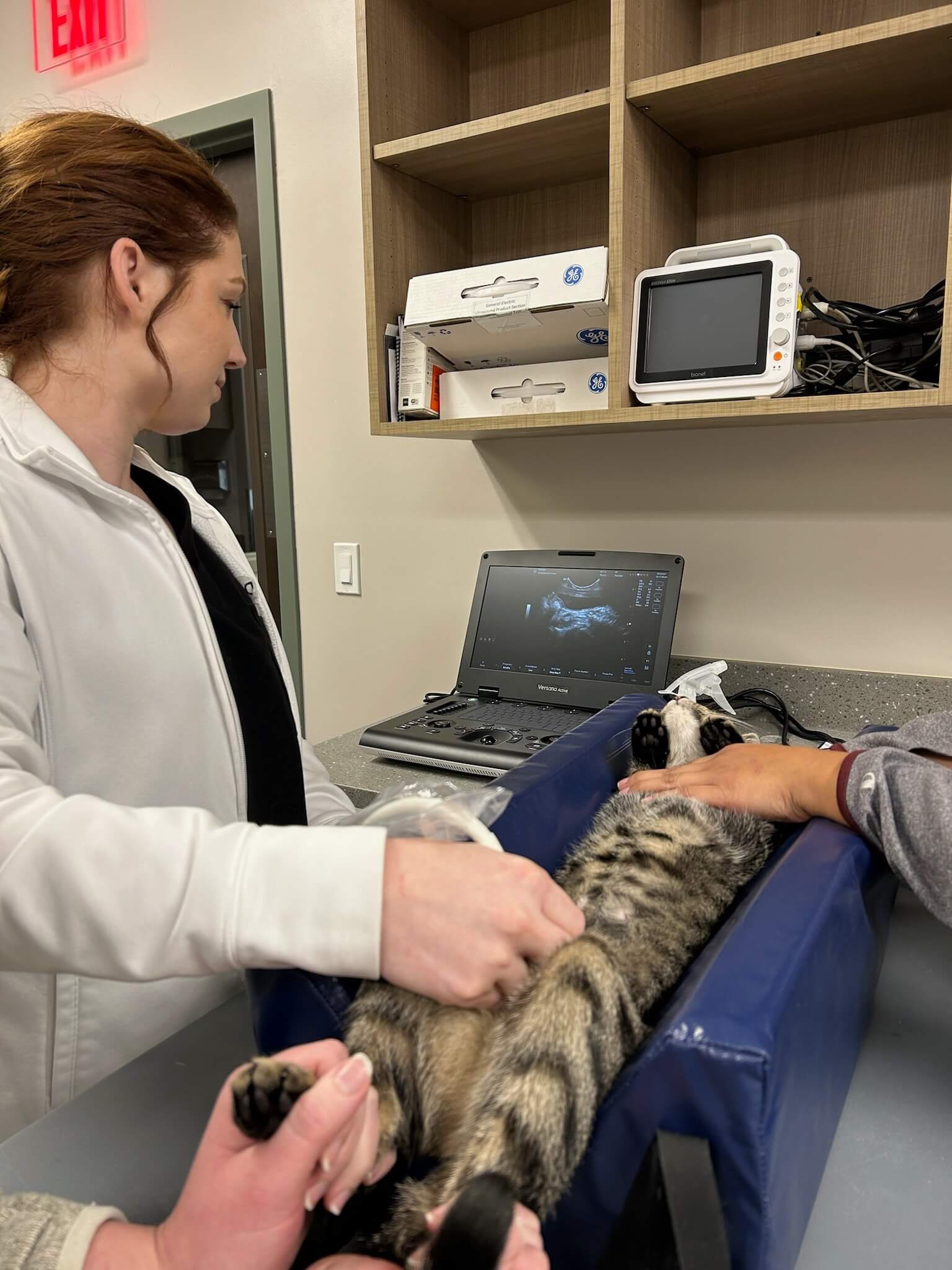 Stonebridge Ultrasound Service Vet doing ultrasound scan of a pet