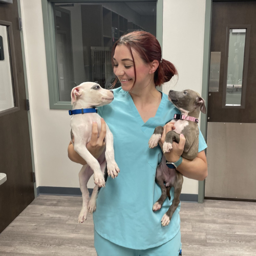vet staff holding two puppies