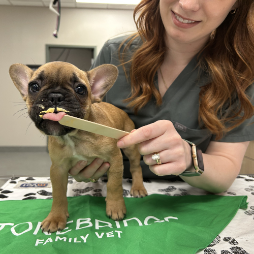 vet staff holding two puppies