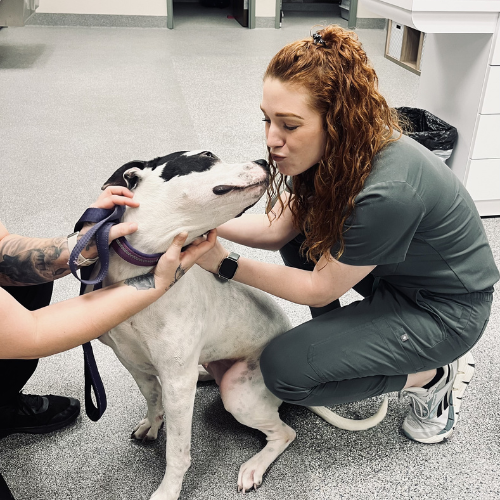 vet staff holding puppies