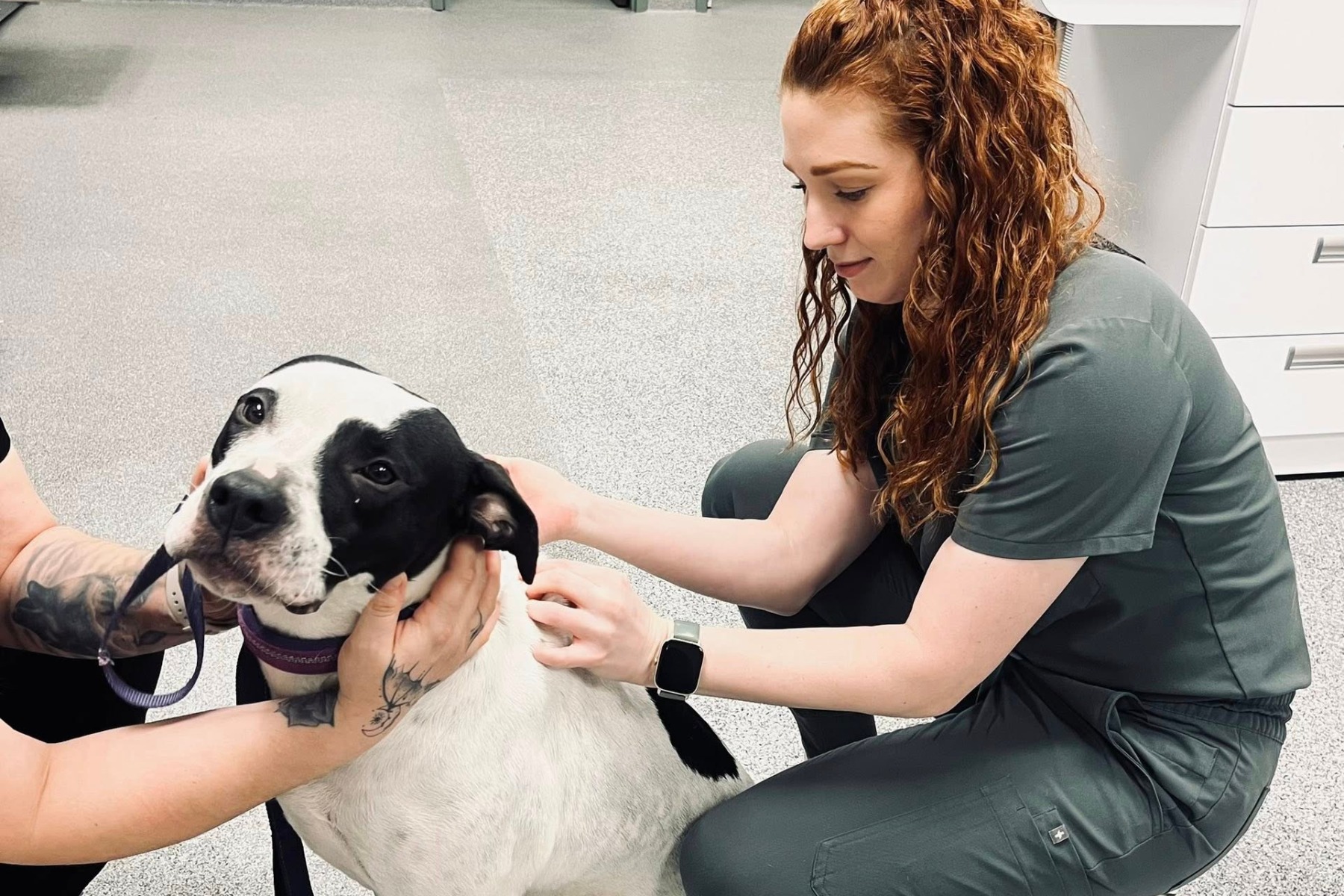 Stonebridge Pet Allergy Derm